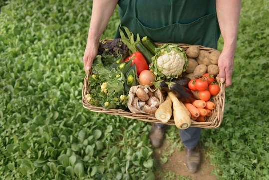 organicheskie-produkty_1-770x515.jpg
